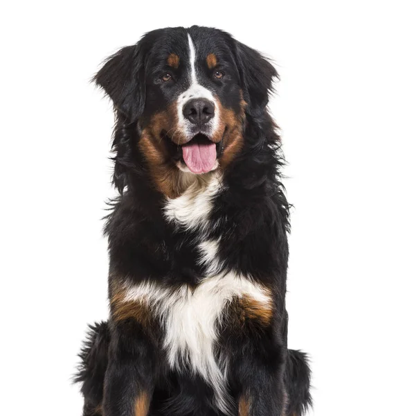 Bernese dağ köpeği, 10 ay yaşlı, beyaz arka plan üzerinde oturan