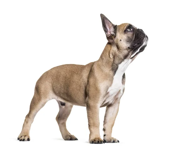 Bulldog Francés Meses Pie Sobre Fondo Blanco —  Fotos de Stock