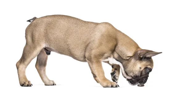 Franse Bulldog Maanden Oud Permanent Tegen Witte Achtergrond — Stockfoto