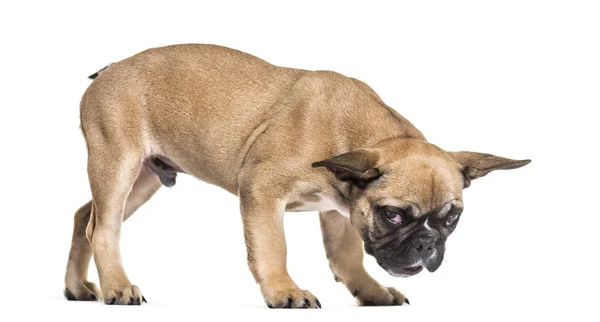 Französische Bulldogge Monate Alt Steht Vor Weißem Hintergrund — Stockfoto