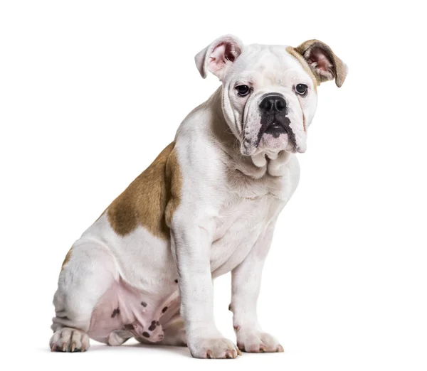 Französische Bulldogge Monate Alt Sitzt Vor Weißem Hintergrund — Stockfoto