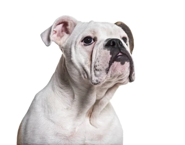 Franse Bulldog Maanden Oud Dicht Tegen Witte Achtergrond — Stockfoto