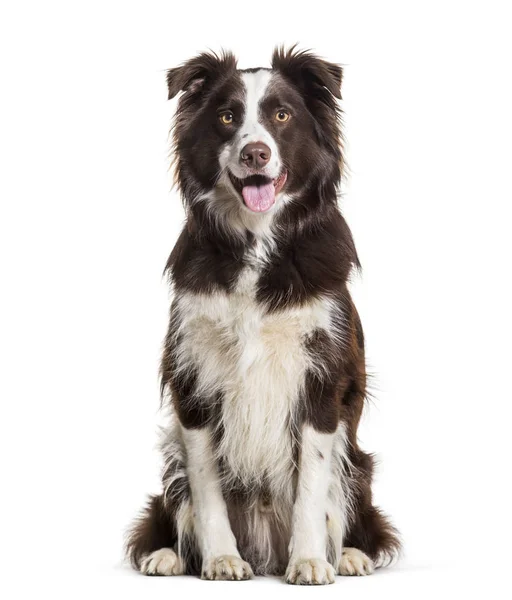 Border Collie Dog Anni Seduto Sullo Sfondo Bianco — Foto Stock