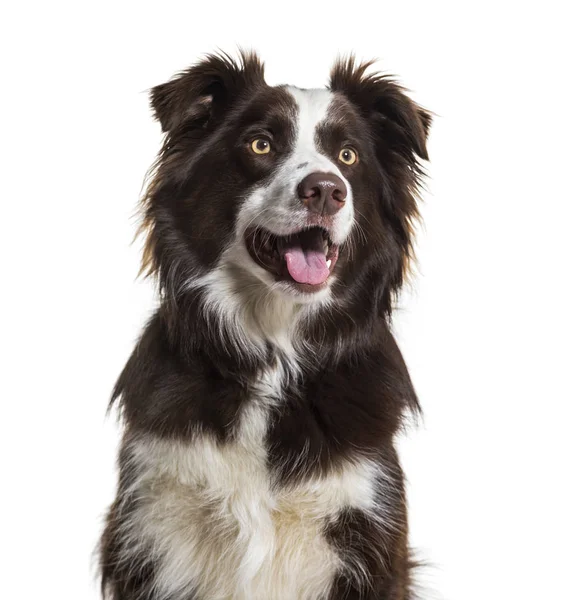 Border Collie Chien Ans Assis Sur Fond Blanc — Photo