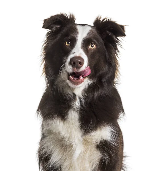 Border Collie Dog Anni Leccare Labbra Seduto Sullo Sfondo Bianco — Foto Stock
