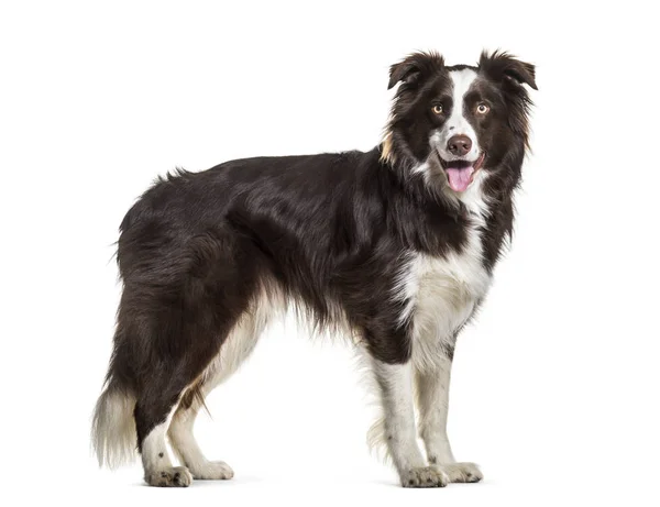 Border Collie Dog Years Old Standing White Background — Stock Photo, Image