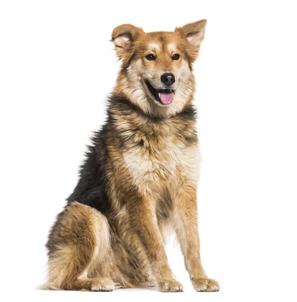 Cão Misto Anos Sentado Contra Fundo Branco — Fotografia de Stock