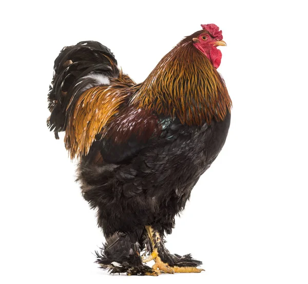 Brahma Rooster Standing White Background — Stock Photo, Image