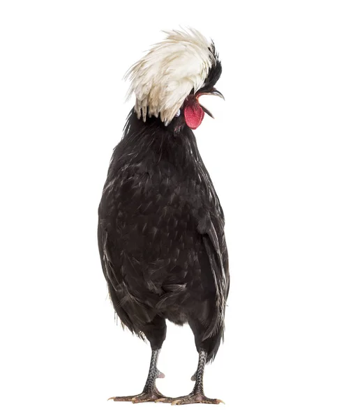 Dutch Rooster White Background Standing White Background — Stock Photo, Image