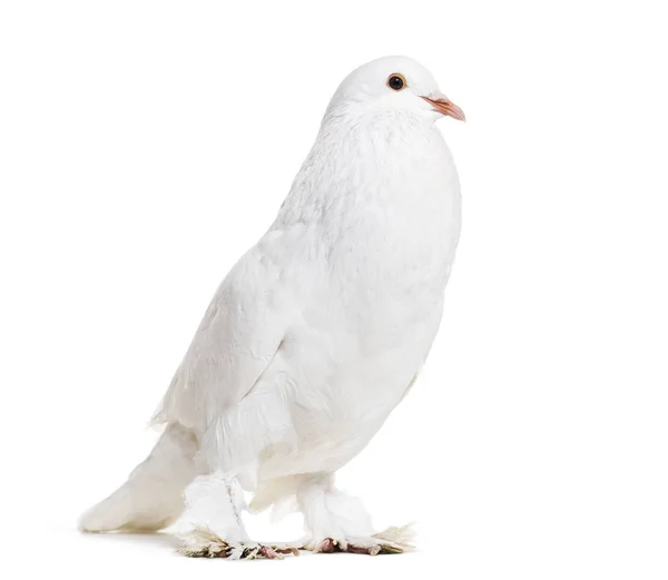 Gand Cropper Pigeon Fantaisie Debout Sur Fond Blanc — Photo