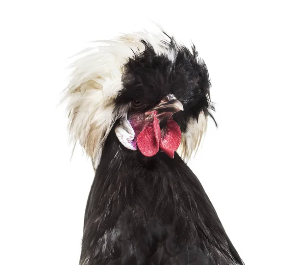 Dutch Rooster White Background — Stock Photo, Image