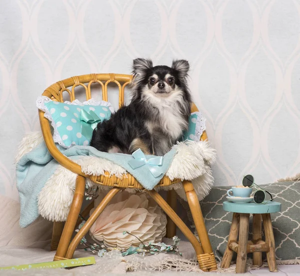 Chihuahua Perro Sentado Silla Mimbre Retrato — Foto de Stock