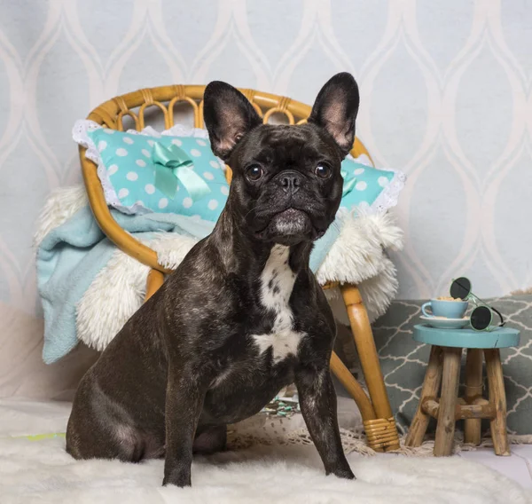 French Bulldog Sitting Domestic Room Portrait — Stock Photo, Image