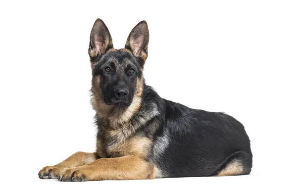 Tysken Fåraherde Hund Liggande Front Mot Vit Bakgrund — Stockfoto