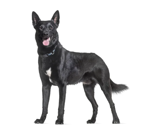 Малінуа Чорний Собака Задихаючись Студії Білому Тлі — стокове фото