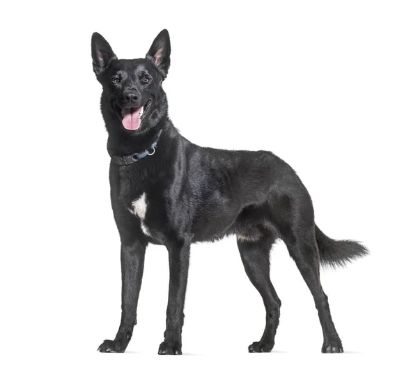 Black Malinois Câine Gâfâind Studio Fundal Alb — Fotografie, imagine de stoc