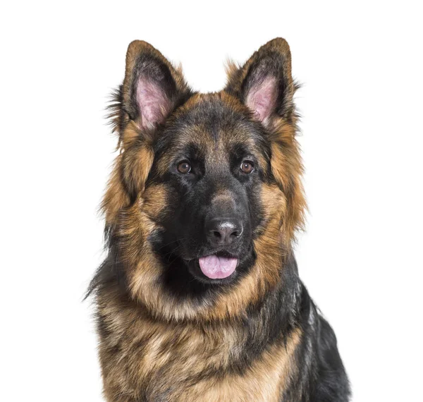 Tysken Fåraherde Hund Mot Vit Bakgrund — Stockfoto