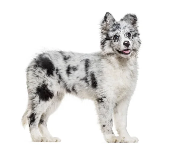 白い背景に 若いボーダーコリー犬の地位 — ストック写真