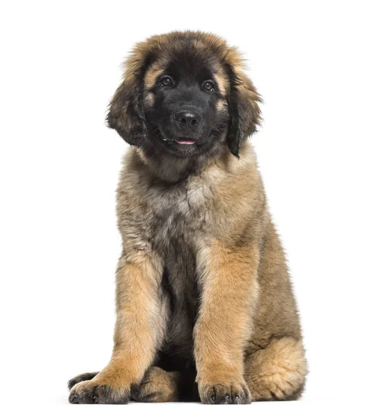 Beyaz arka plan üzerinde oturan Leonberger köpek yavrusu