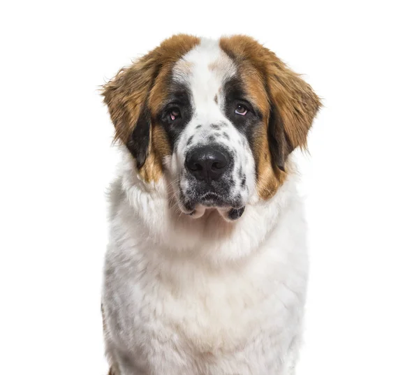 Собака Святого Бернарда Белом Фоне — стоковое фото