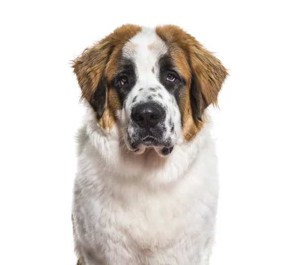 São Bernardo Cão Retrato Contra Fundo Branco — Fotografia de Stock