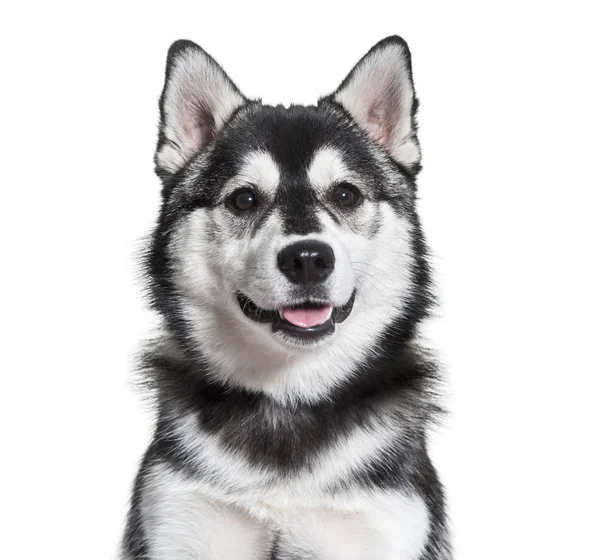 Πορτραίτο Σκύλου Pomsky Ενάντια Λευκό Φόντο — Φωτογραφία Αρχείου