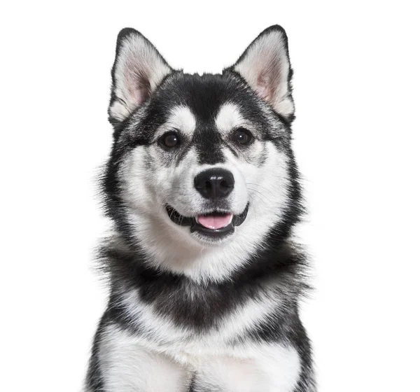 Pomsky Cão Retrato Contra Fundo Branco — Fotografia de Stock