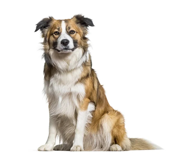 Border Collie Hond Zit Tegen Witte Achtergrond — Stockfoto