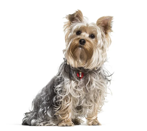 白い背景に 座っているヨークシャー テリア犬 — ストック写真