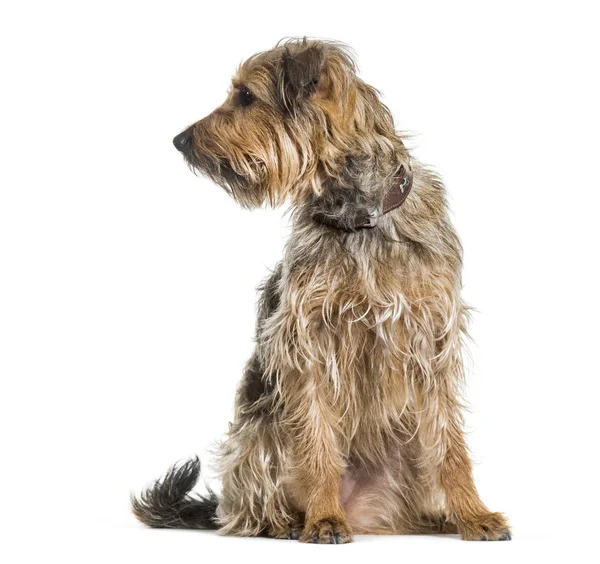 Perro Raza Mixta Mirando Hacia Otro Lado Sobre Fondo Blanco — Foto de Stock