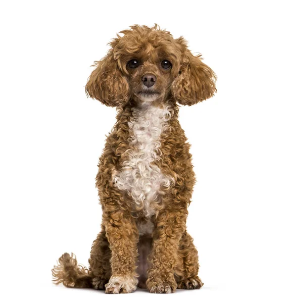 Poodle Perro Sentado Mirando Cámara Sobre Fondo Blanco — Foto de Stock