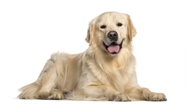 Golden Retriever Hund Liggande Mot Vit Bakgrund — Stockfoto
