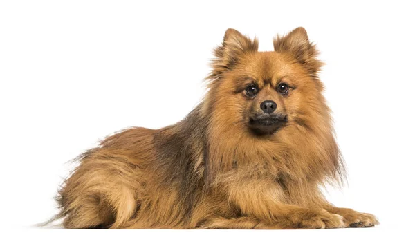 Keeshond Hond Liggen Tegen Witte Achtergrond — Stockfoto