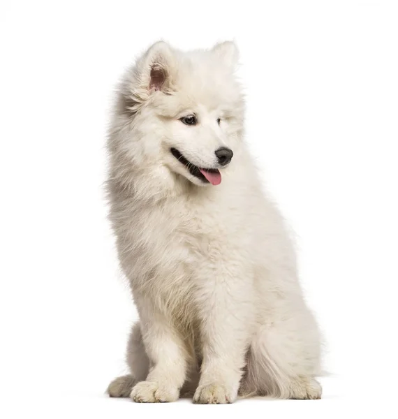 Samoyed Σκυλί Κάθεται Και Βλέπει Μακριά Ενάντια Λευκό Φόντο — Φωτογραφία Αρχείου