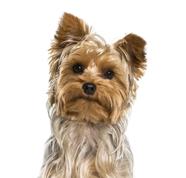 Yorkshire Terrier Pies Portret Białym Tle — Zdjęcie stockowe