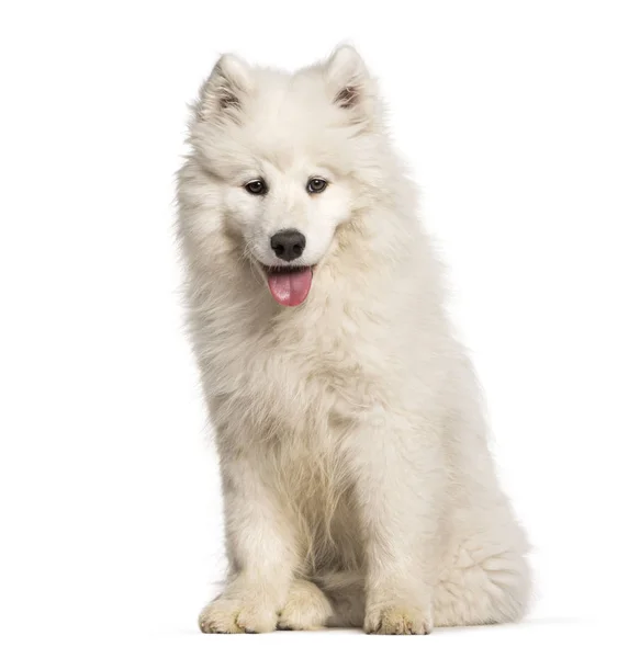 Szamojéd Kutya Ülő Fehér Háttér — Stock Fotó