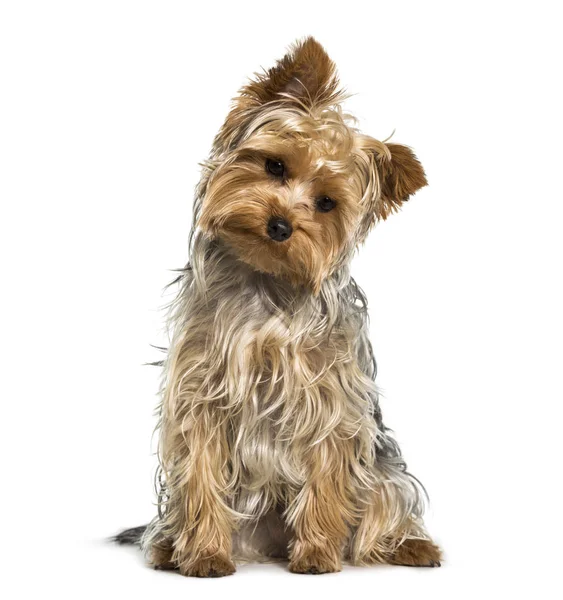Yorkshire Terrier Dog Looking White Background — Stock Photo, Image