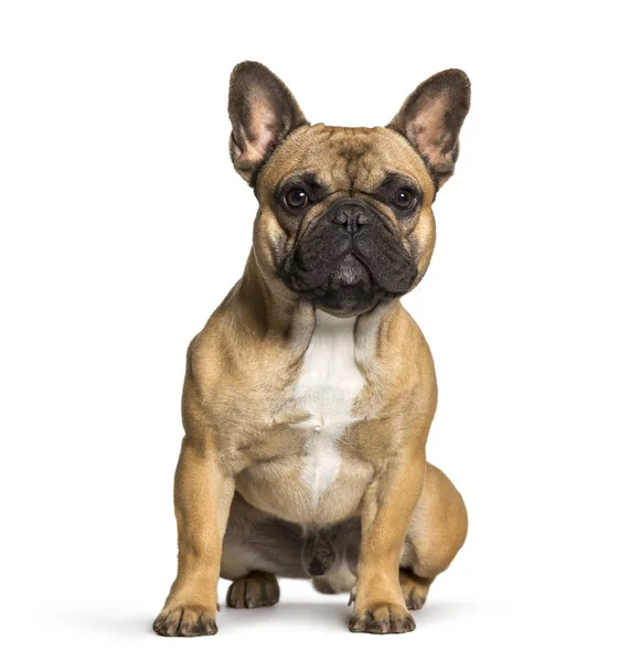 French Bulldog Sitting White Background — Stock Photo, Image