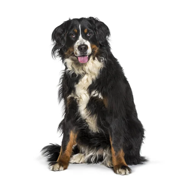 Bernese dağ köpeği beyaz arka plan üzerinde oturan