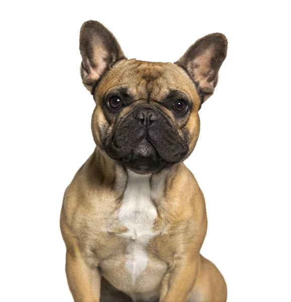 French Bulldog White Background — Stock Photo, Image