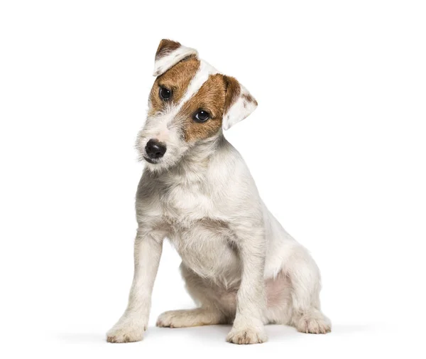 Jack Russell Terrier Valp Sitter Mot Vit Bakgrund — Stockfoto