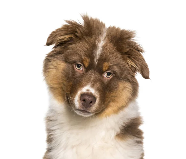 Australian Shepherd Valp Stäng Upp Mot Vit Bakgrund — Stockfoto