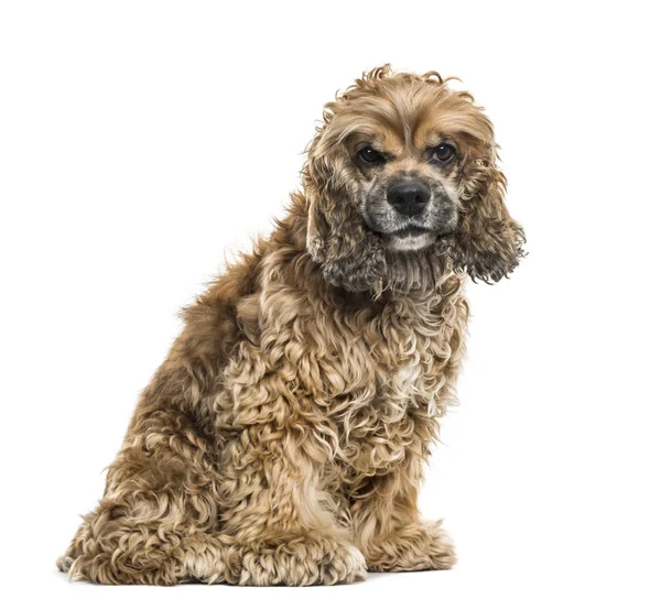 Beyaz Arka Plan Üzerinde Oturan Kahverengi Karışık Breed Köpek — Stok fotoğraf