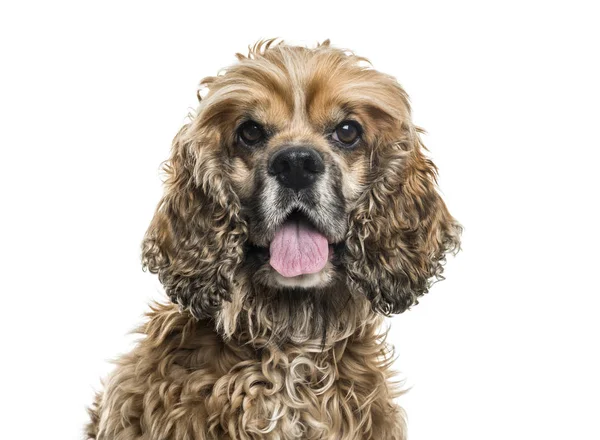 Brown Mixed Breed Dog Portrait White Background — Stock Photo, Image