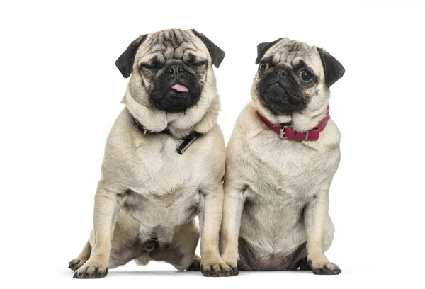 Dos Perros Pug Sentados Juntos Sobre Fondo Blanco — Foto de Stock