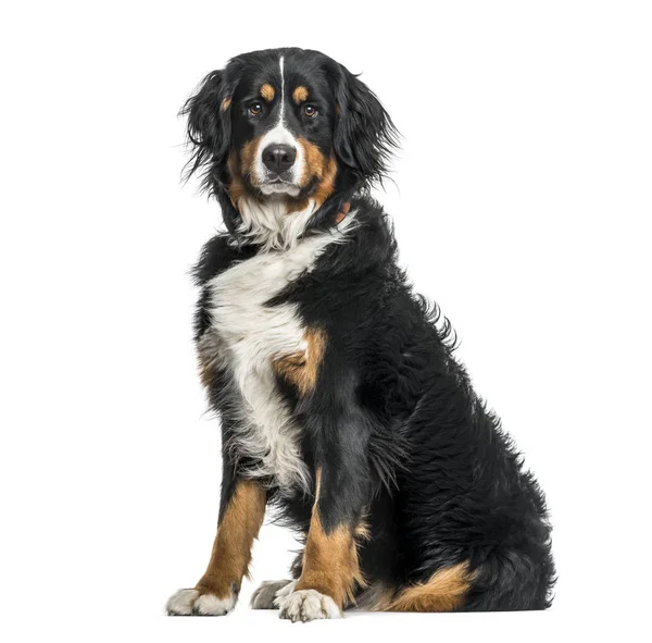 Bernese Cão Montanha Retrato Contra Fundo Branco — Fotografia de Stock