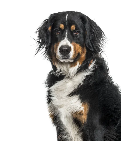 Bernese Mountain Dog Tegen Witte Achtergrond — Stockfoto