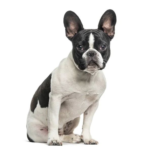 French Bulldog Looking Camera White Background — Stock Photo, Image