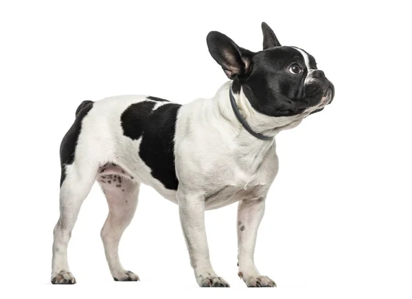 Franse Bulldog Zoek Tegen Witte Achtergrond — Stockfoto