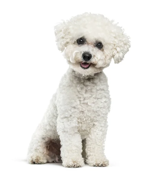 Dwuchromian Obszukać Pies Siedzi Białym Tle — Zdjęcie stockowe